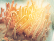 so-sanh-nam-dong-trung-ha-thao-tu-nhien-va-nuoi-cay-hinh-2